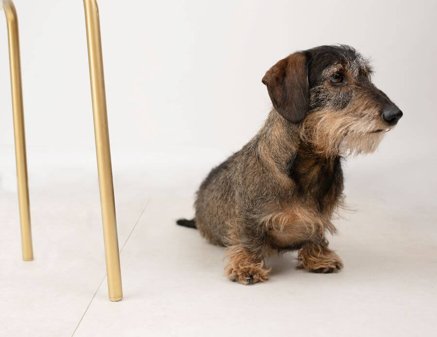 WIREHAIRED-DACHSUND-NEXT-TO-STOOL. Image shows wirehaired dachsund next to stool