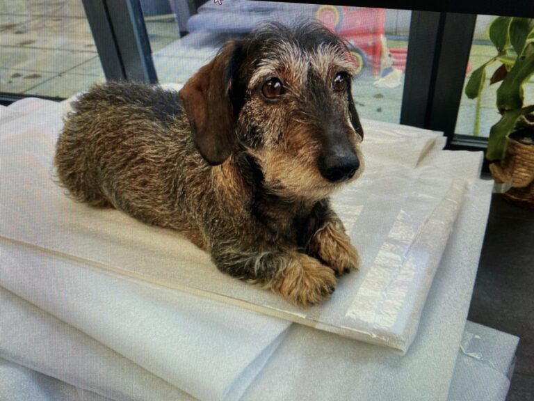 What is the best flooring for dogs? 6 otto scaled e1682688869256
